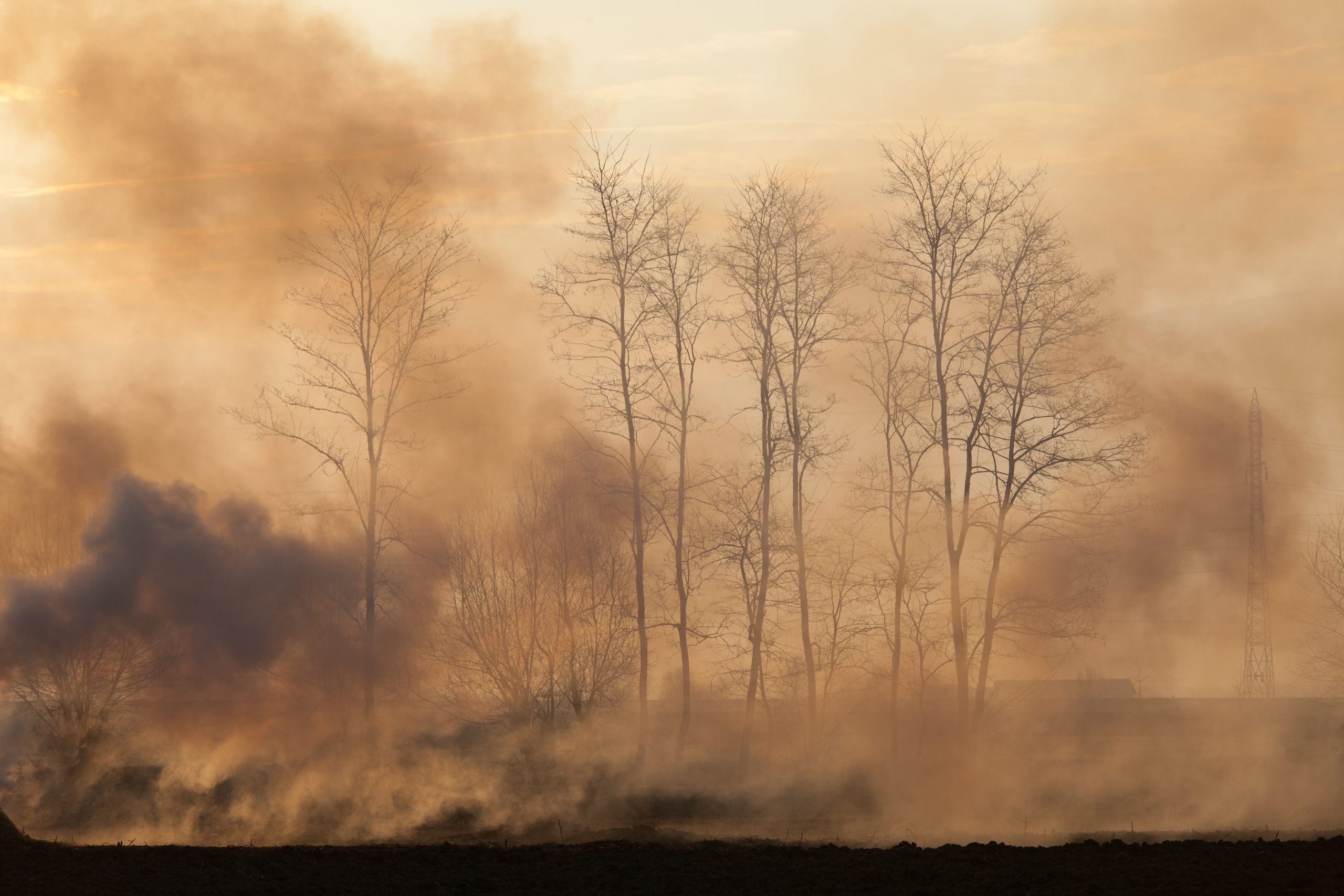 The Danger of Bush Fires for Tasmania's Honey