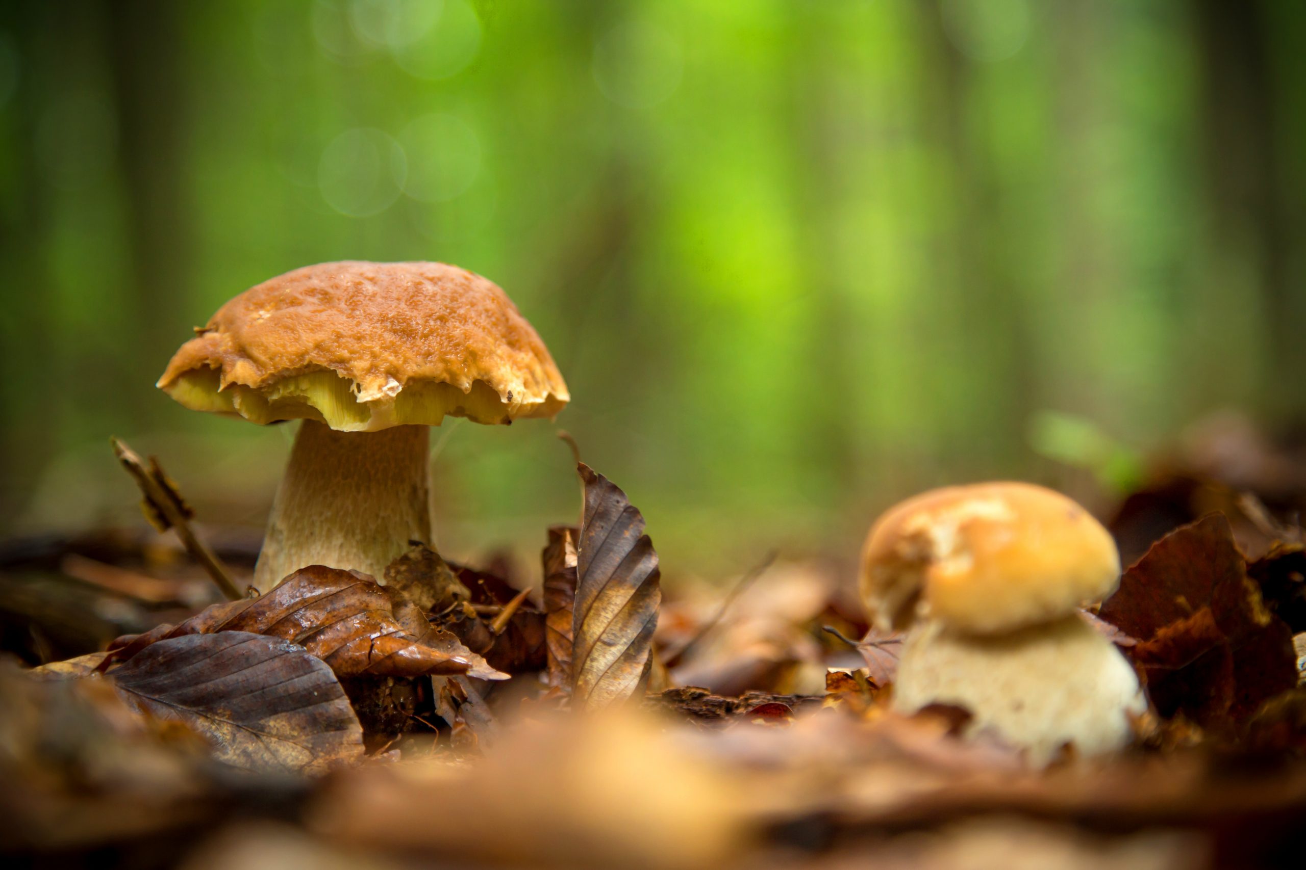 Mushroom Protection for Honeybees