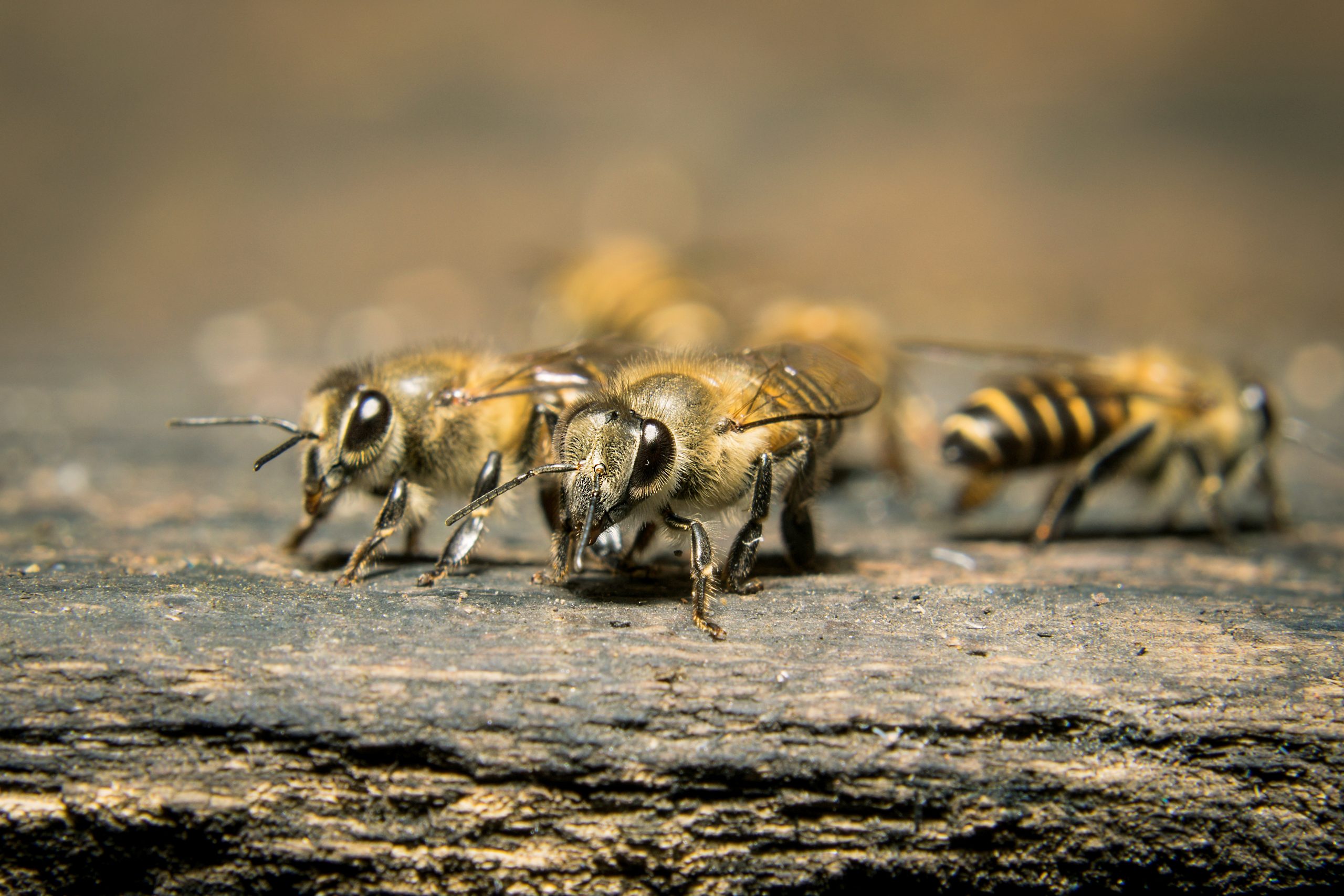 Honeybees and Their Own Alarm System