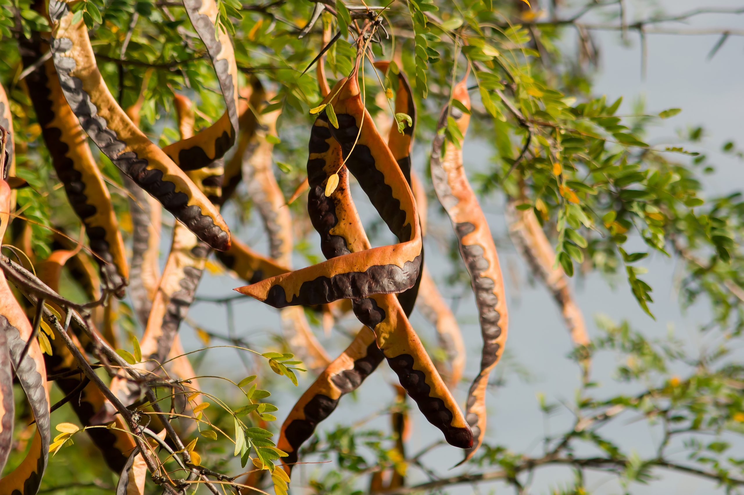 Cherokee Nation Cultivated Pattern for Honey Locusts?