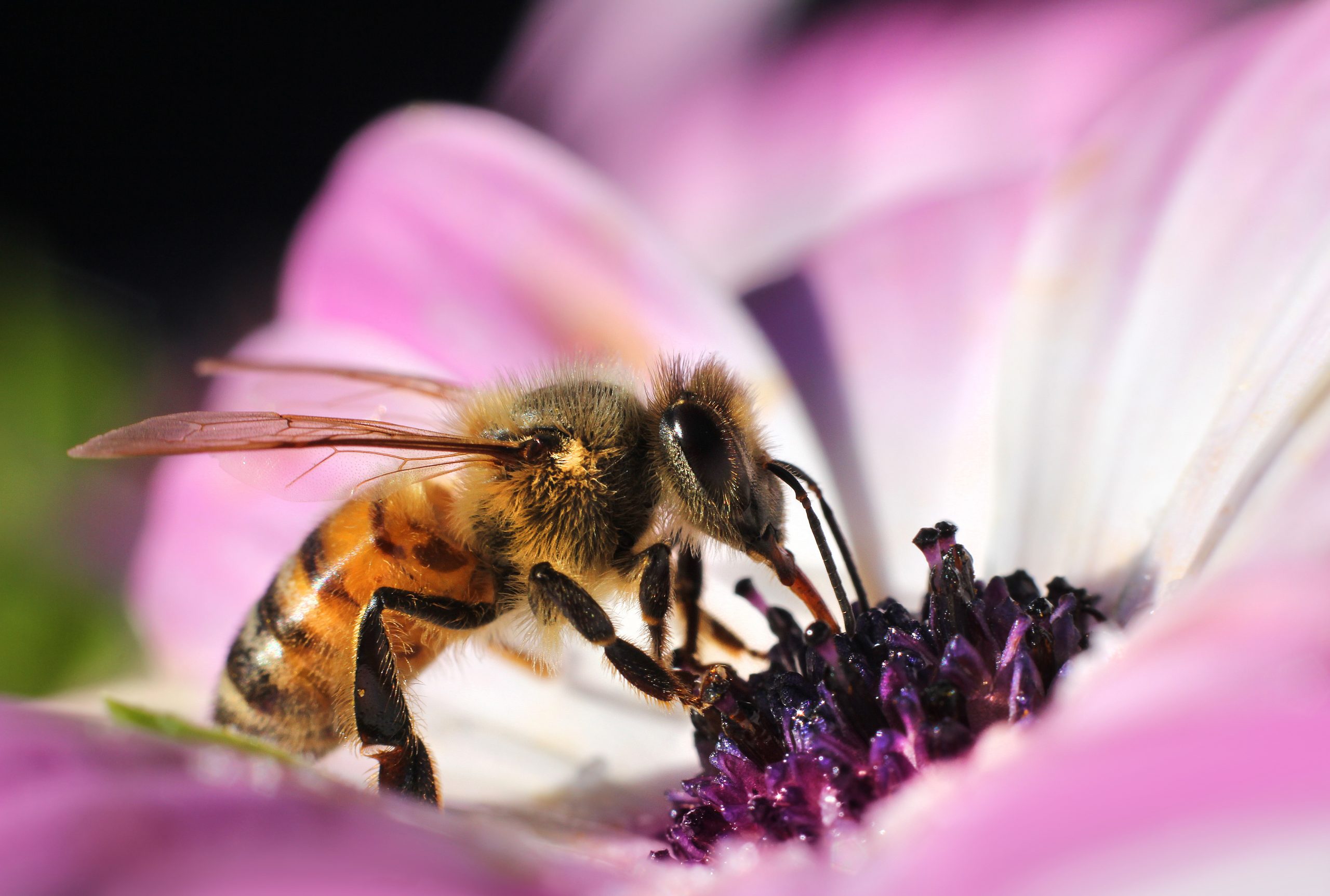 Pollinators May Be Harmed by Biofuels