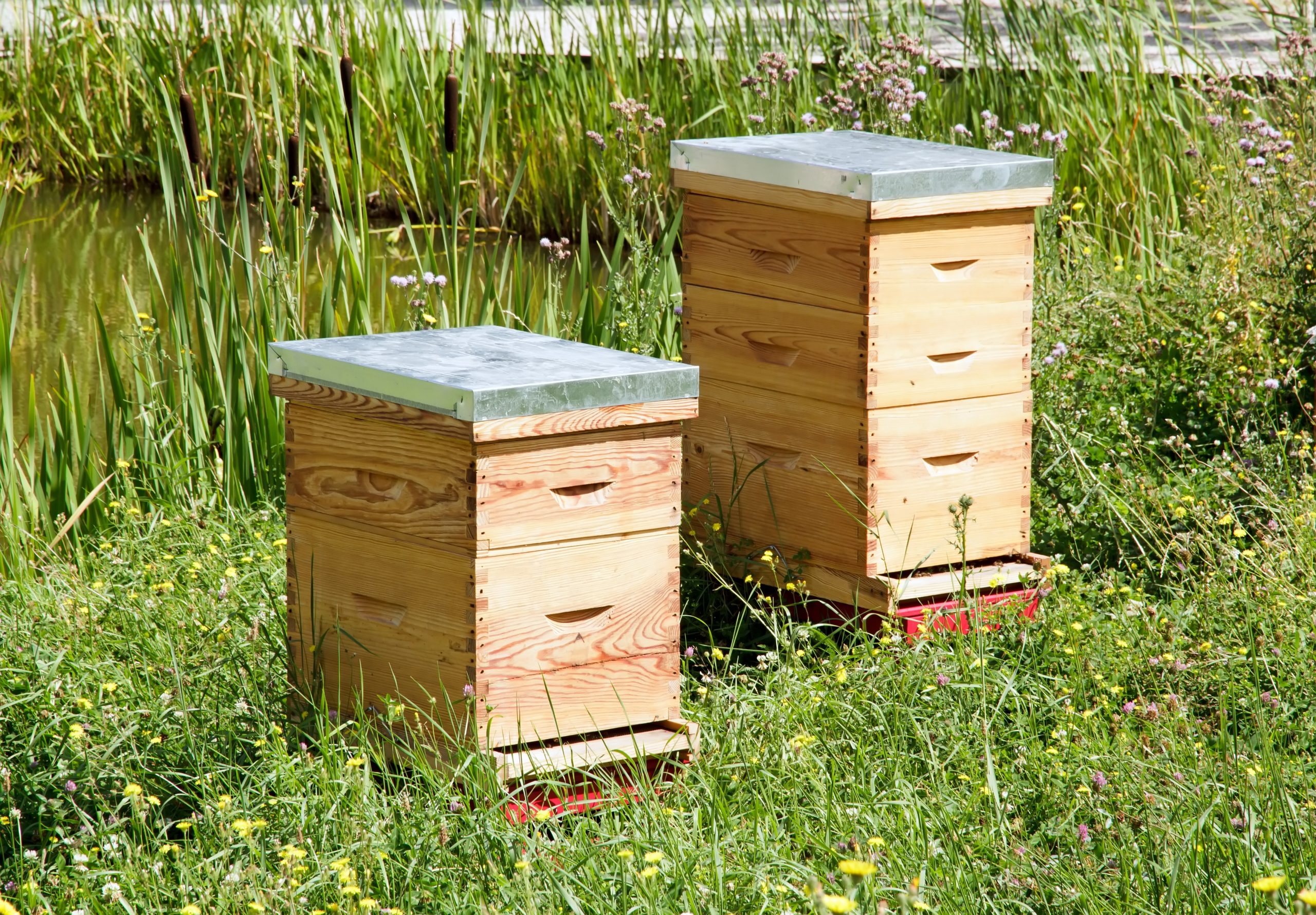Beekeepers, Get Your Hives Ready for Winter