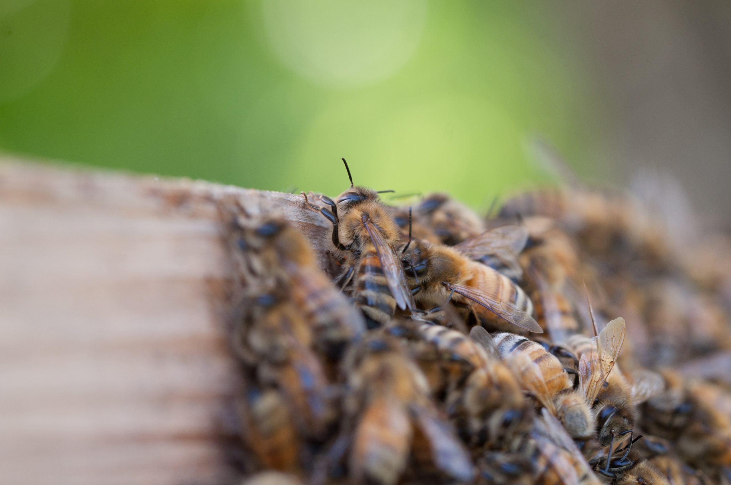 Pest Control Service Extracting and Raising Bees