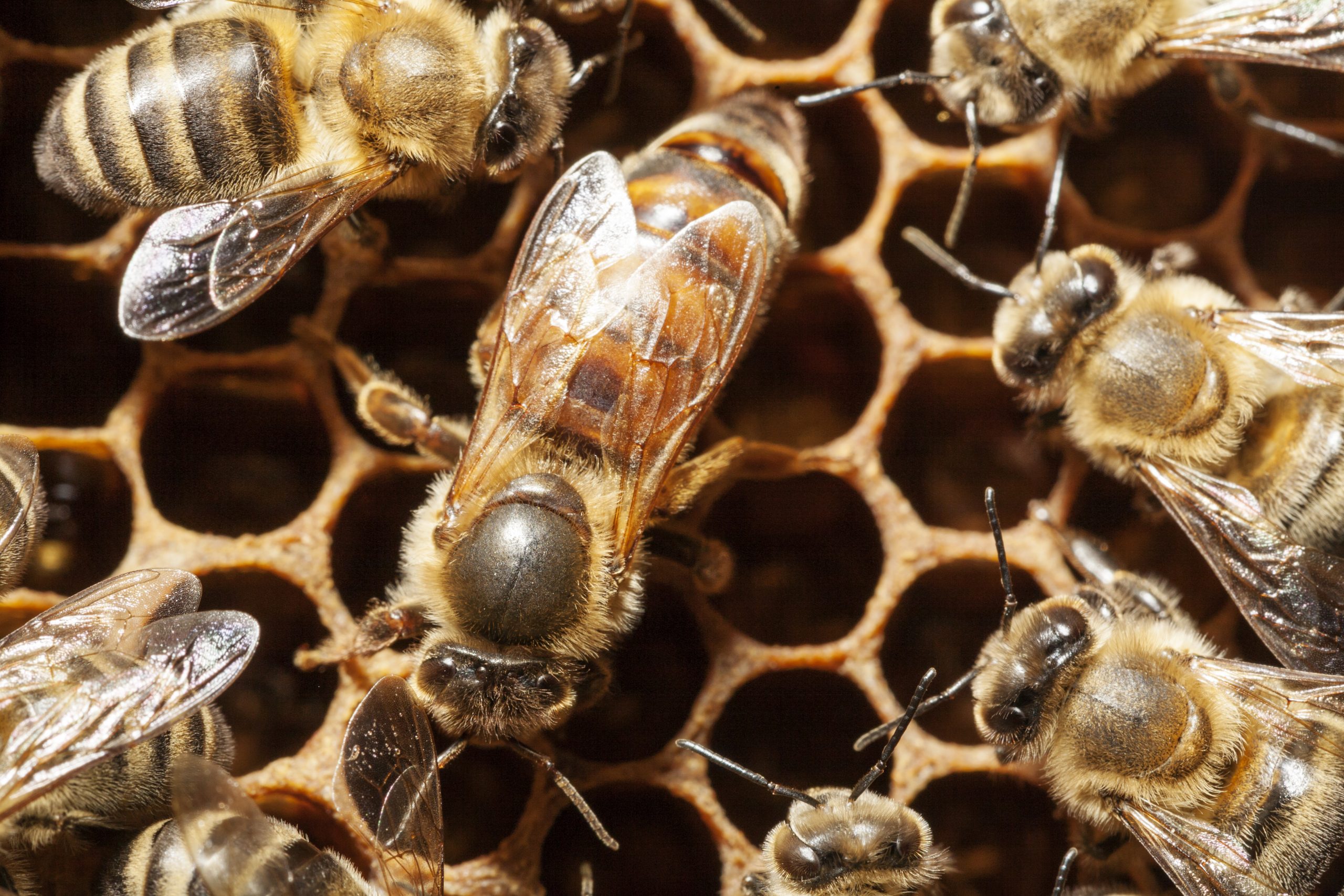 Honeybee Hives Accept Migrant Bees
