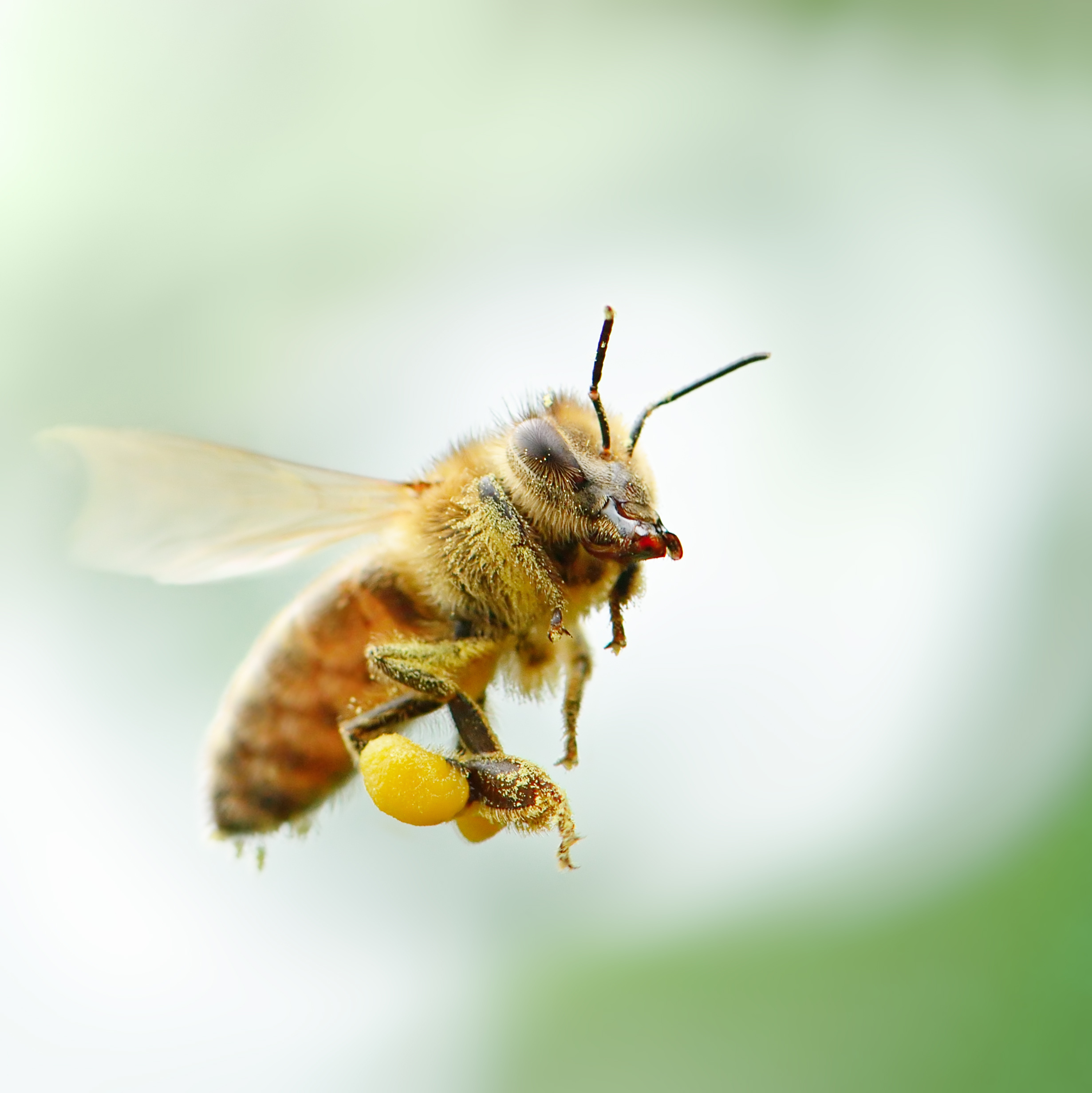 Honeybee Navigation to Inspire Drone Models