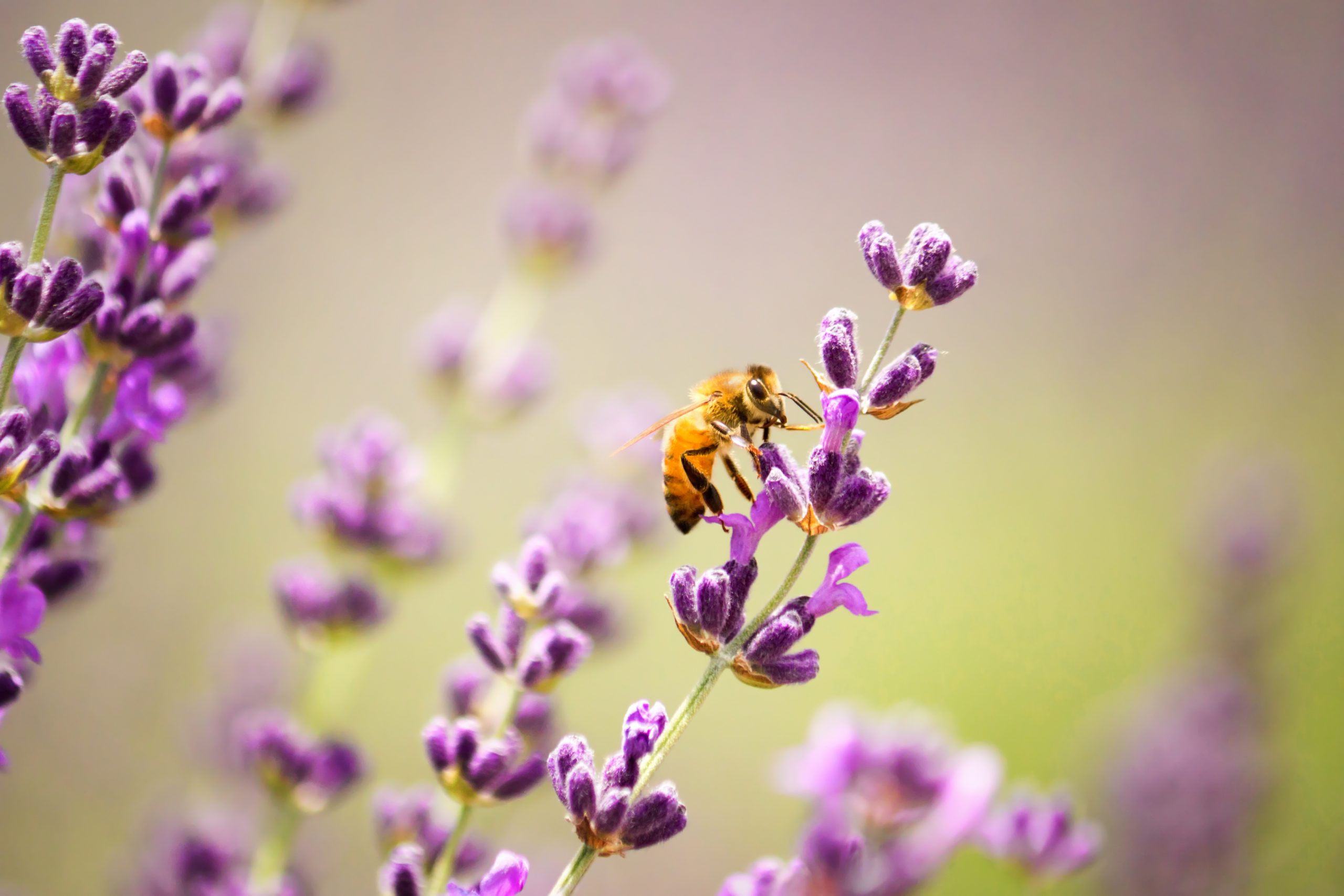 Student Studying Allergies Through Bee Pollen