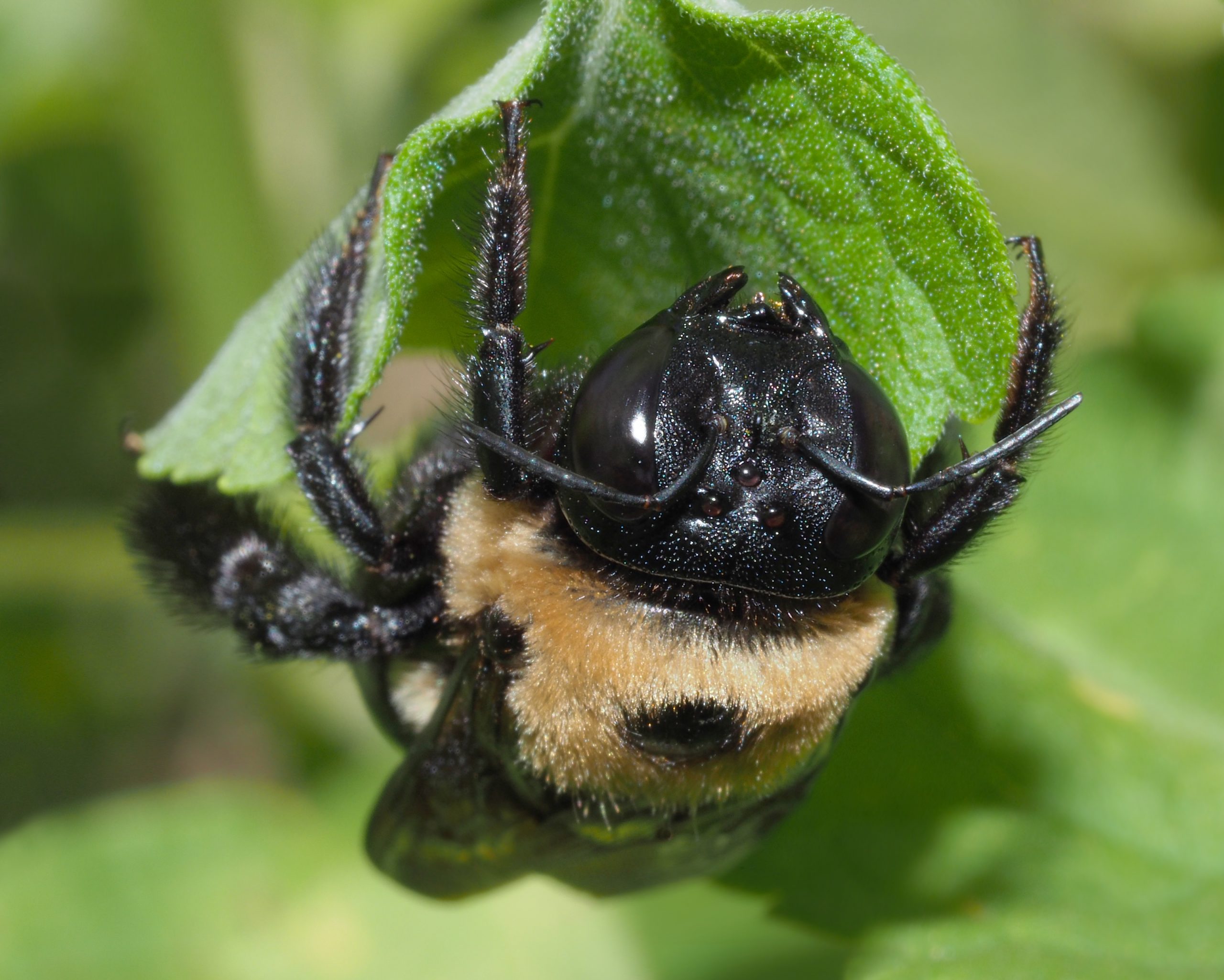 Flowers Crucial Link Between Bacteria and Wild Bees