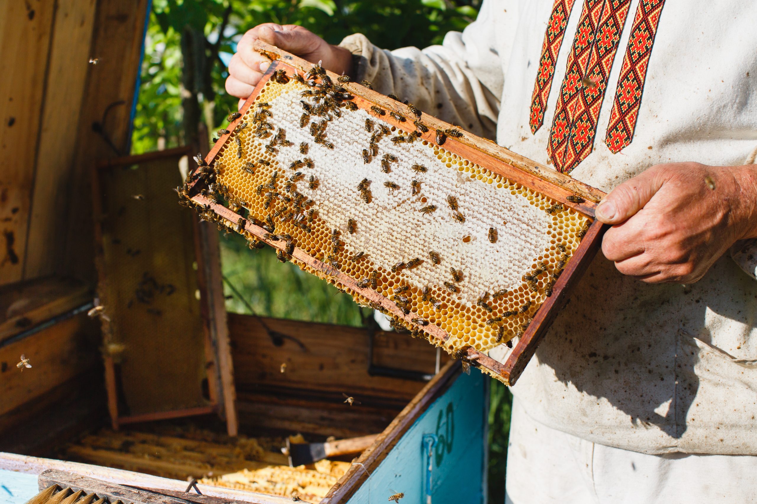 Florida Beekeeper Reveals Top Threats to Local Honey Bees