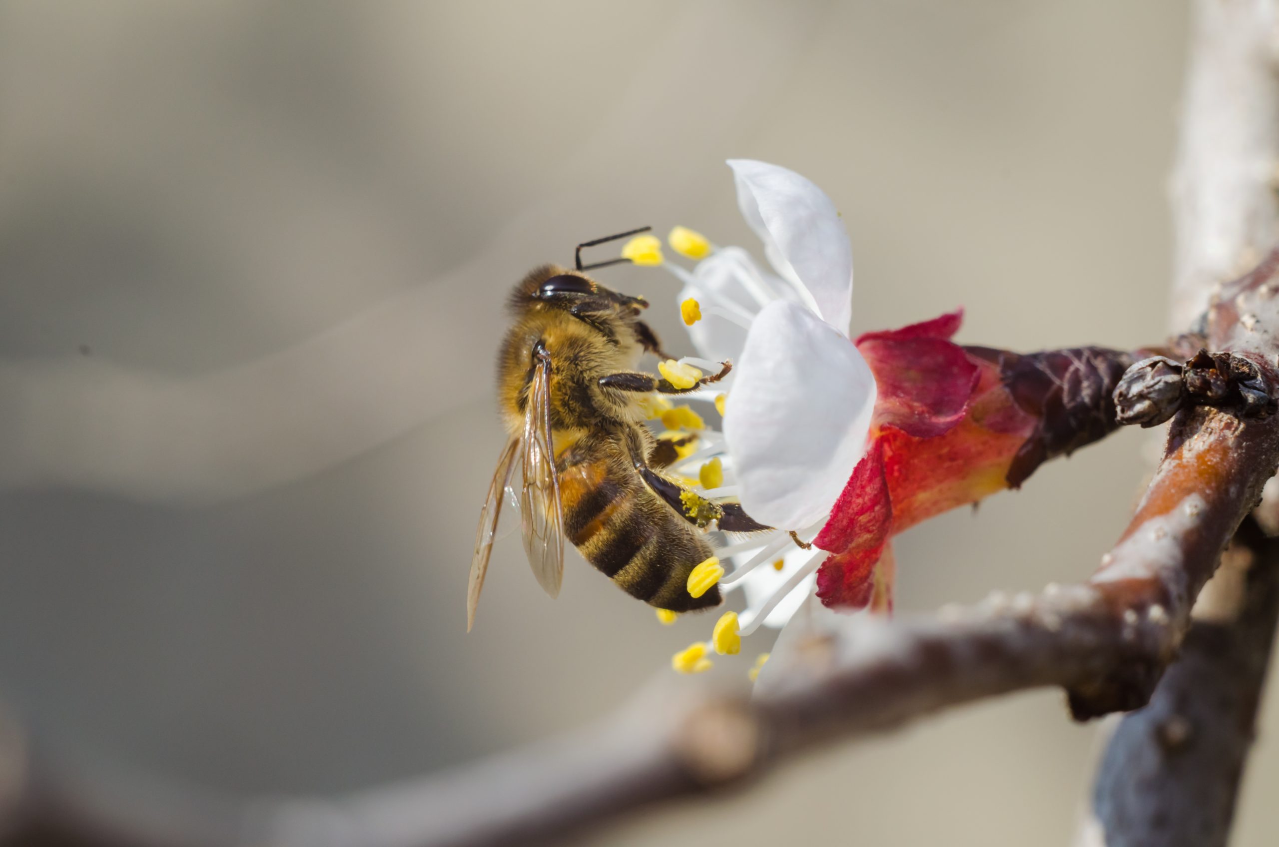 Bees: The Best Searchers Even When Sick