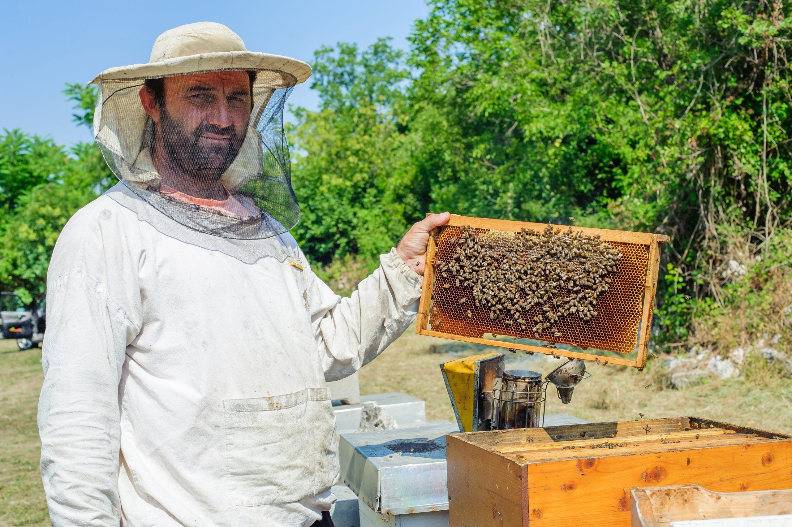 Manuka Honey ‘Madness’—Suspected in Hive Poisoning