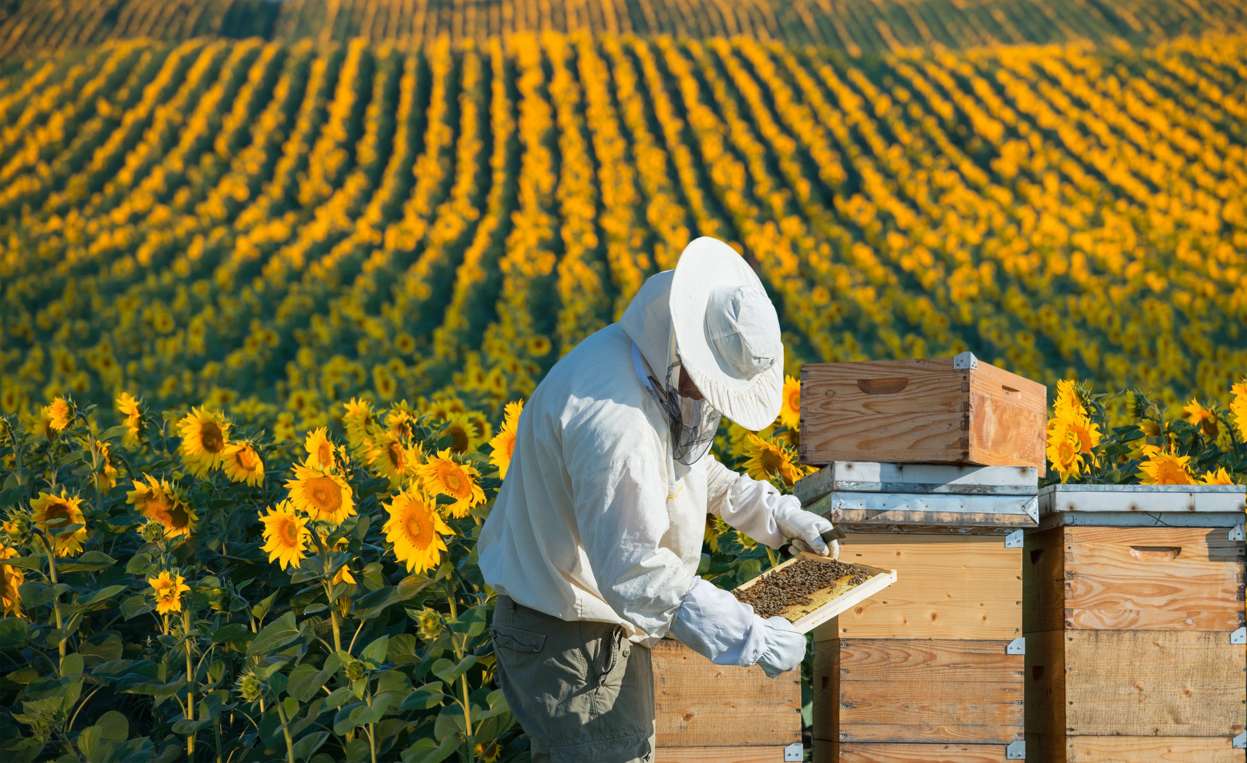 Veteran Beekeepers Note Changes in the Field