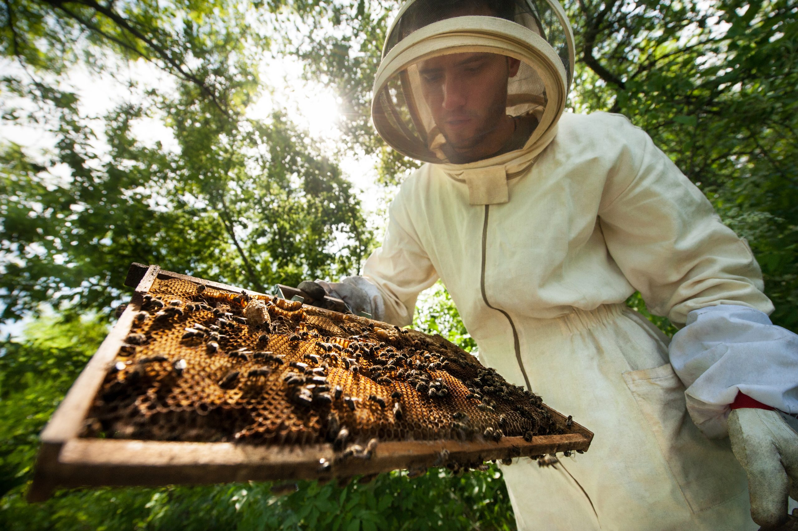 Beekeeping: Therapy for Veterans with PTSD