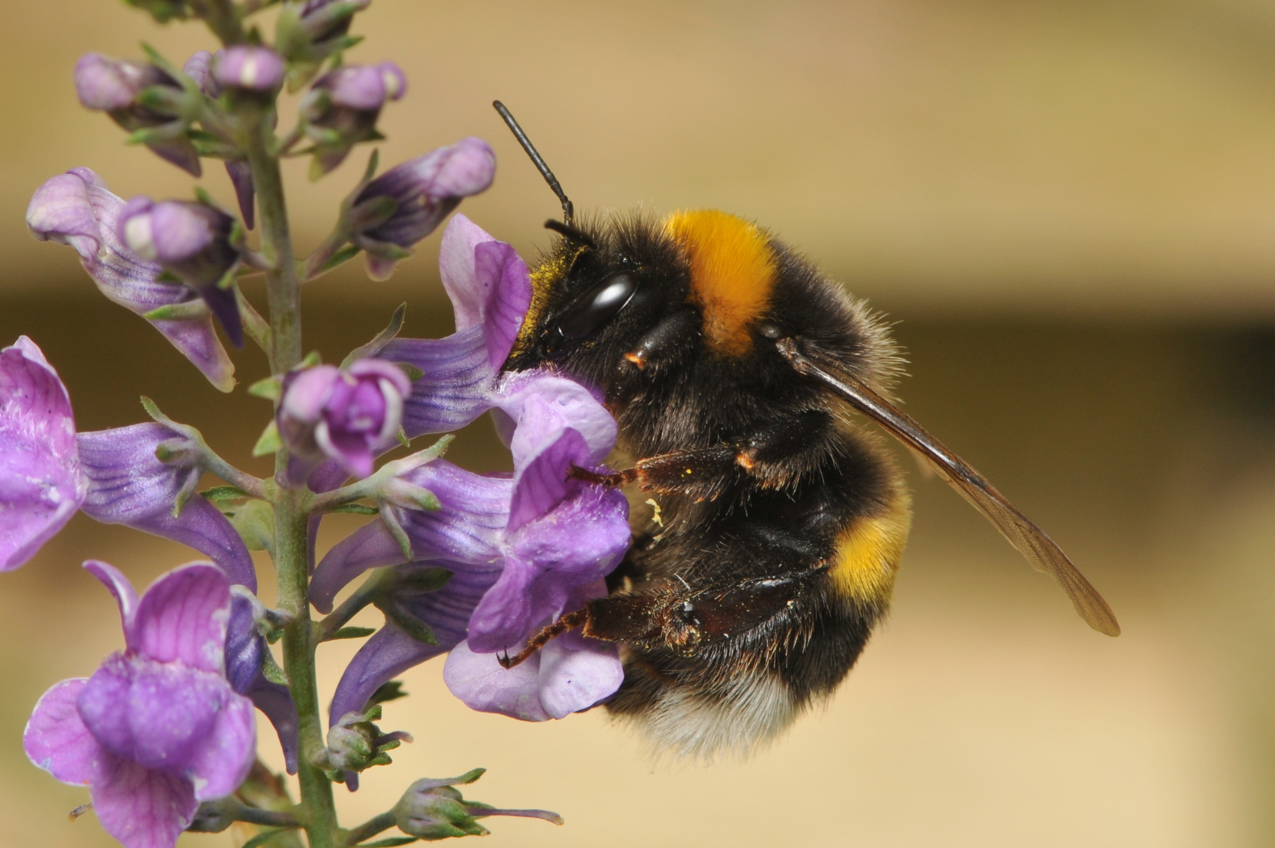 Rusty Patched Bumblebee Deemed Endangered