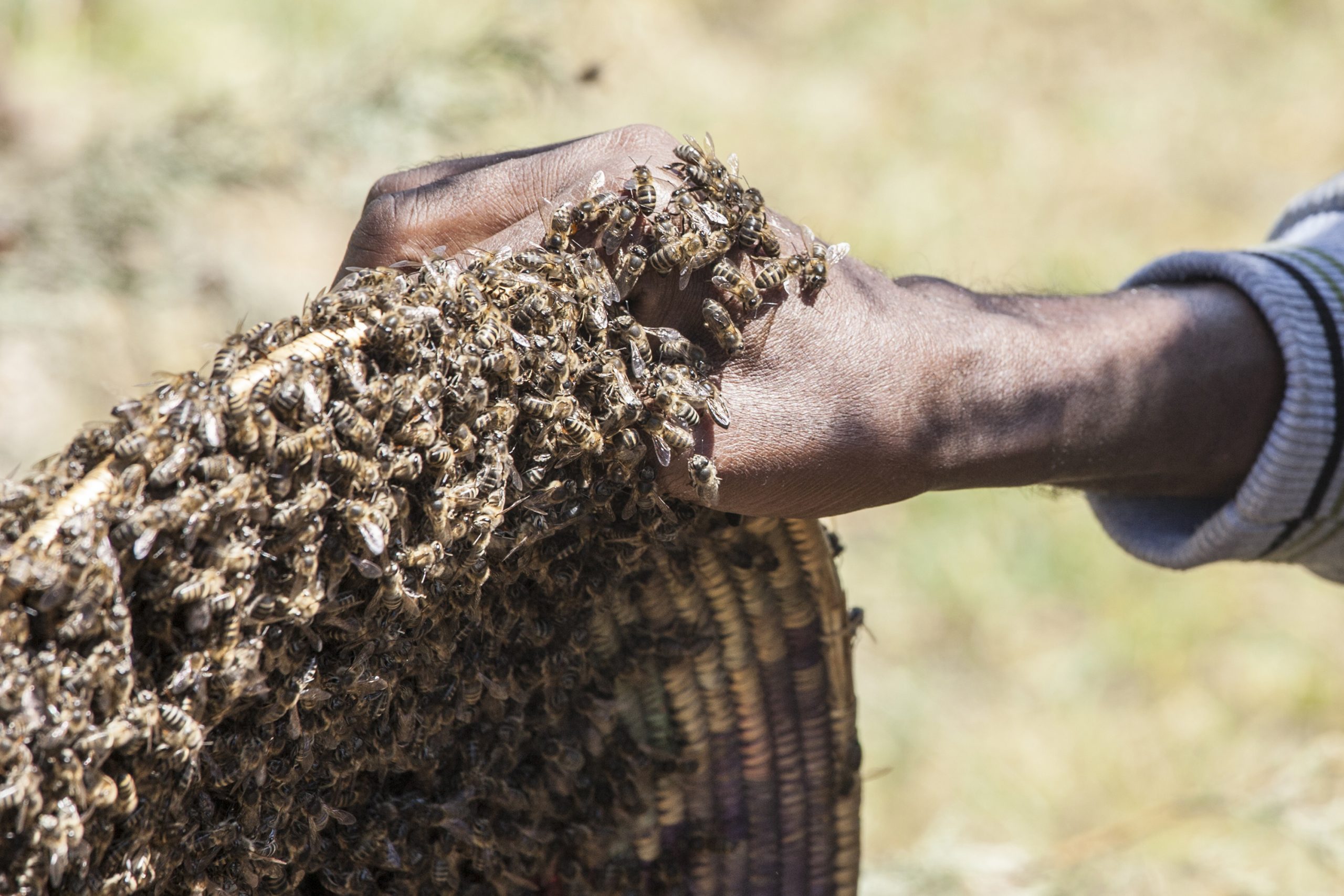 Gentle Honeybee Swarms Cause Confusion and Worry