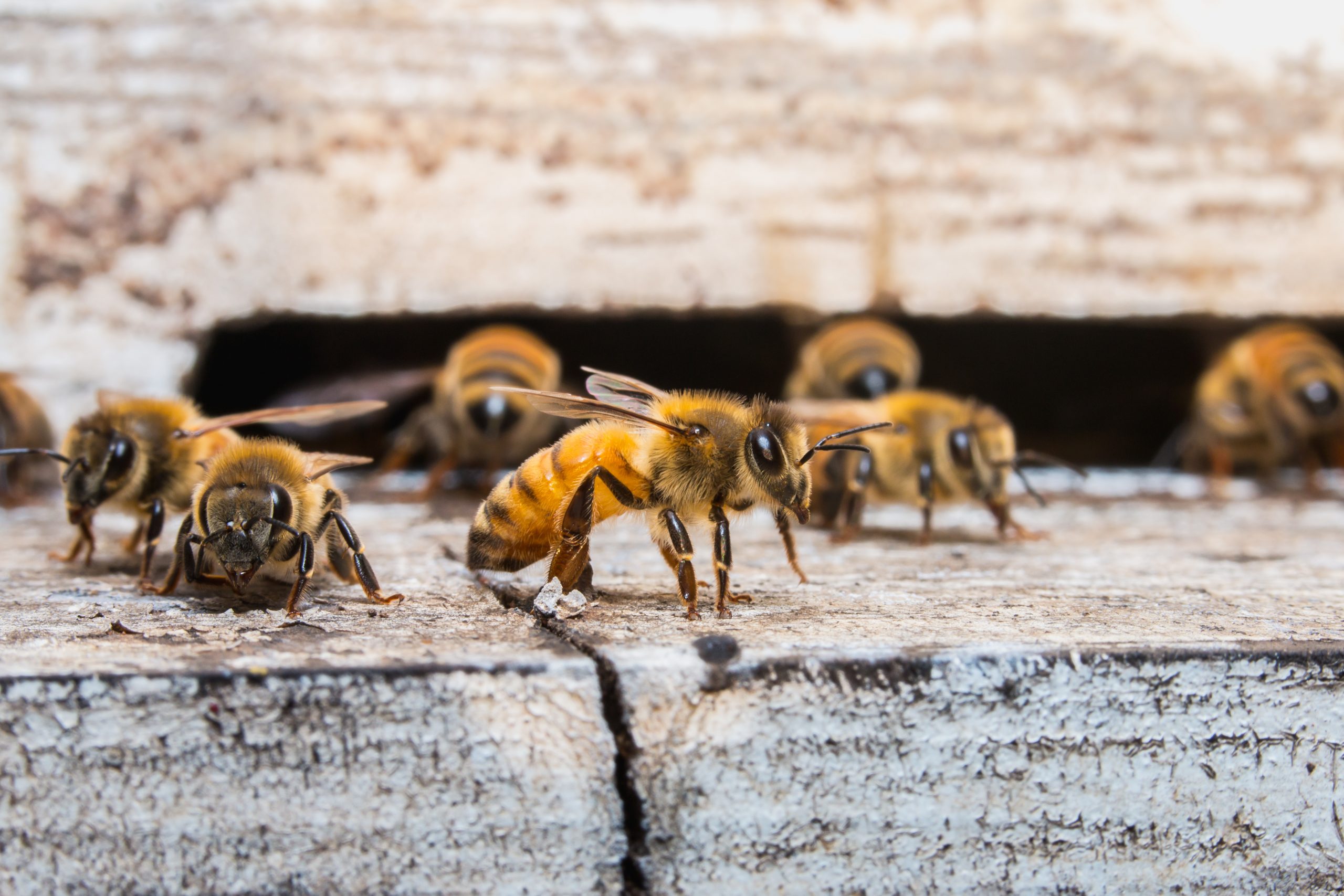 What Spraying for Zika Virus Means for Honeybees