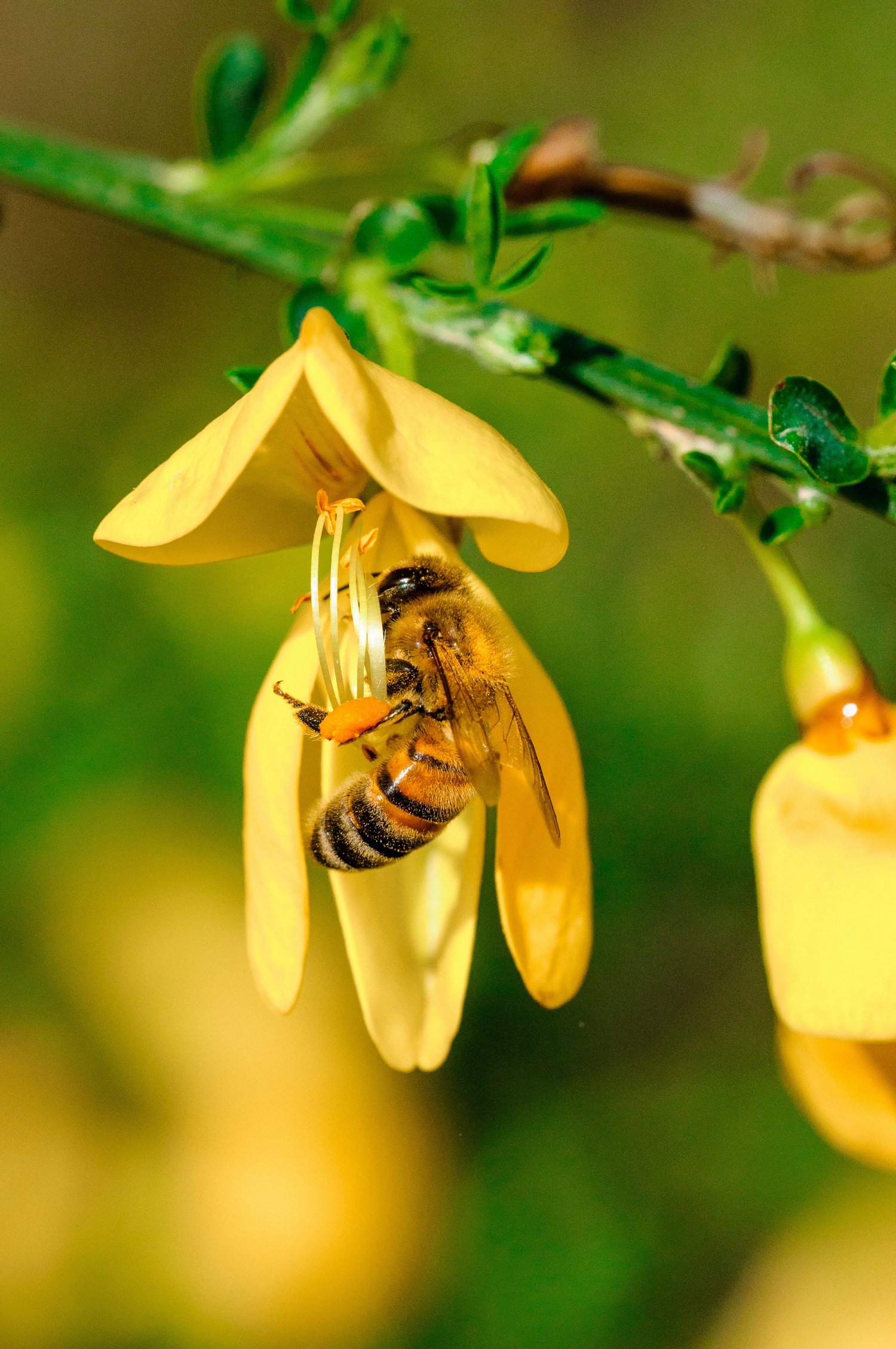 Varroa Mite Infestations Worse than Ever Thought