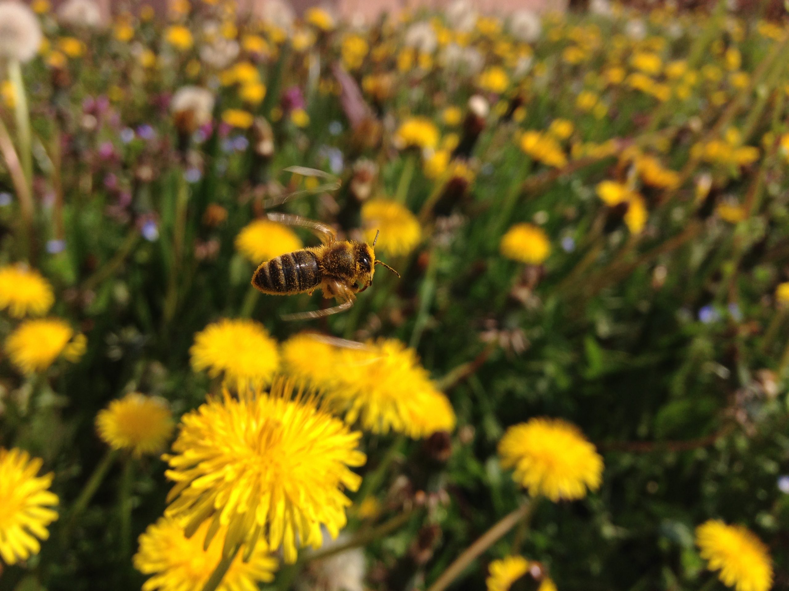 Managing Nosema Parasites in Honeybee Colonies