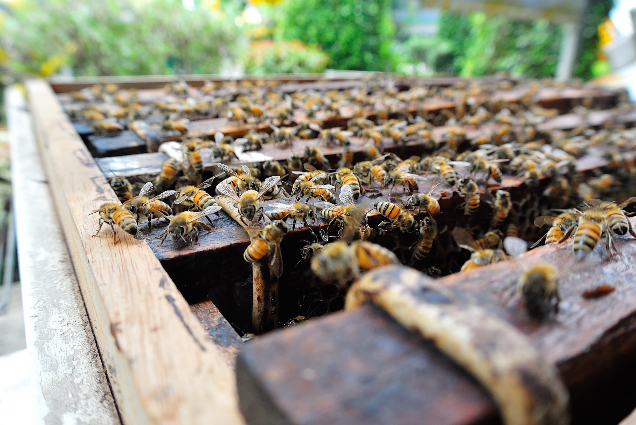 Truck Drivers Worried About Roadside Hives