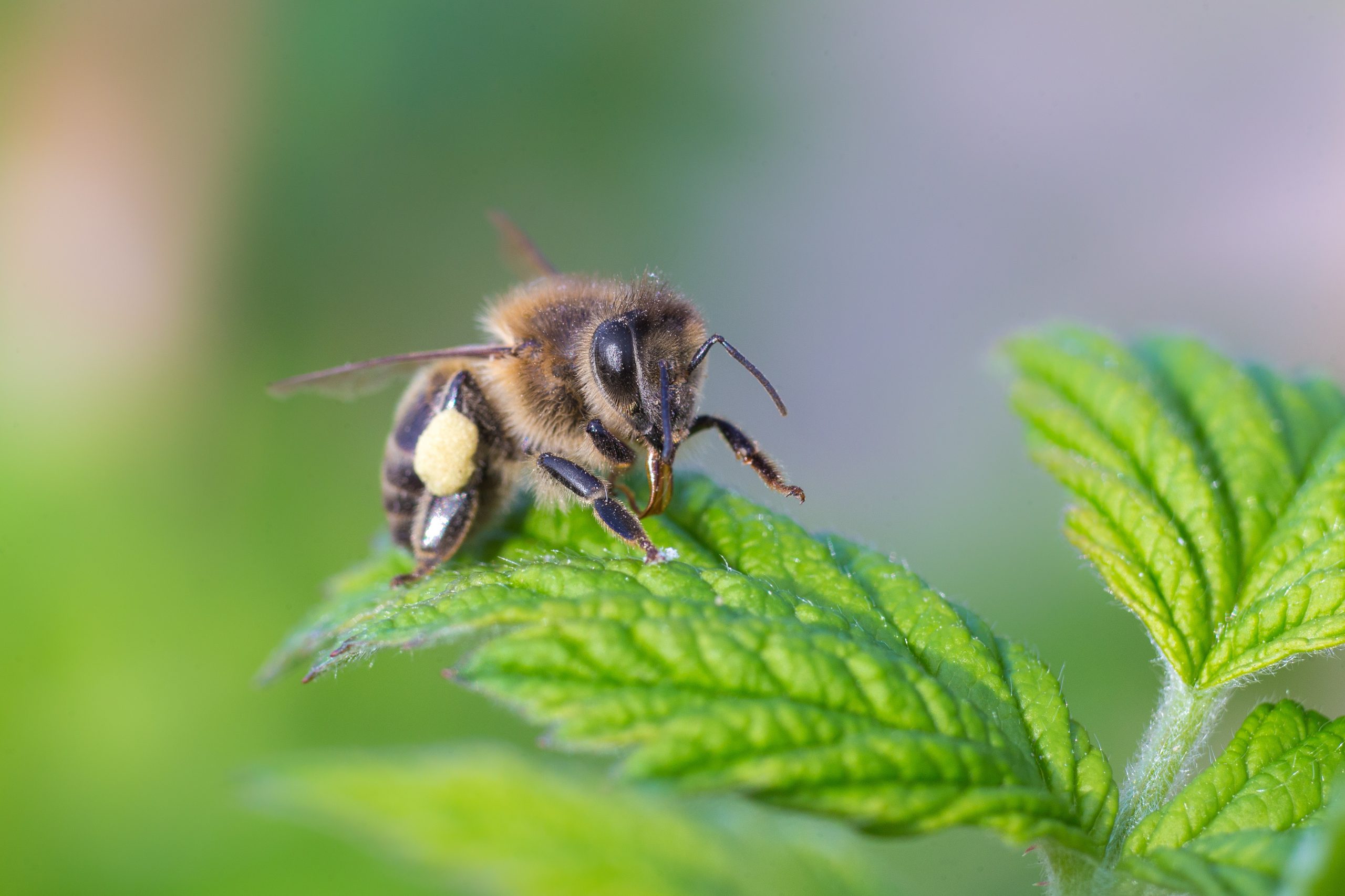 Pesticides Harming Honeybee Fertility