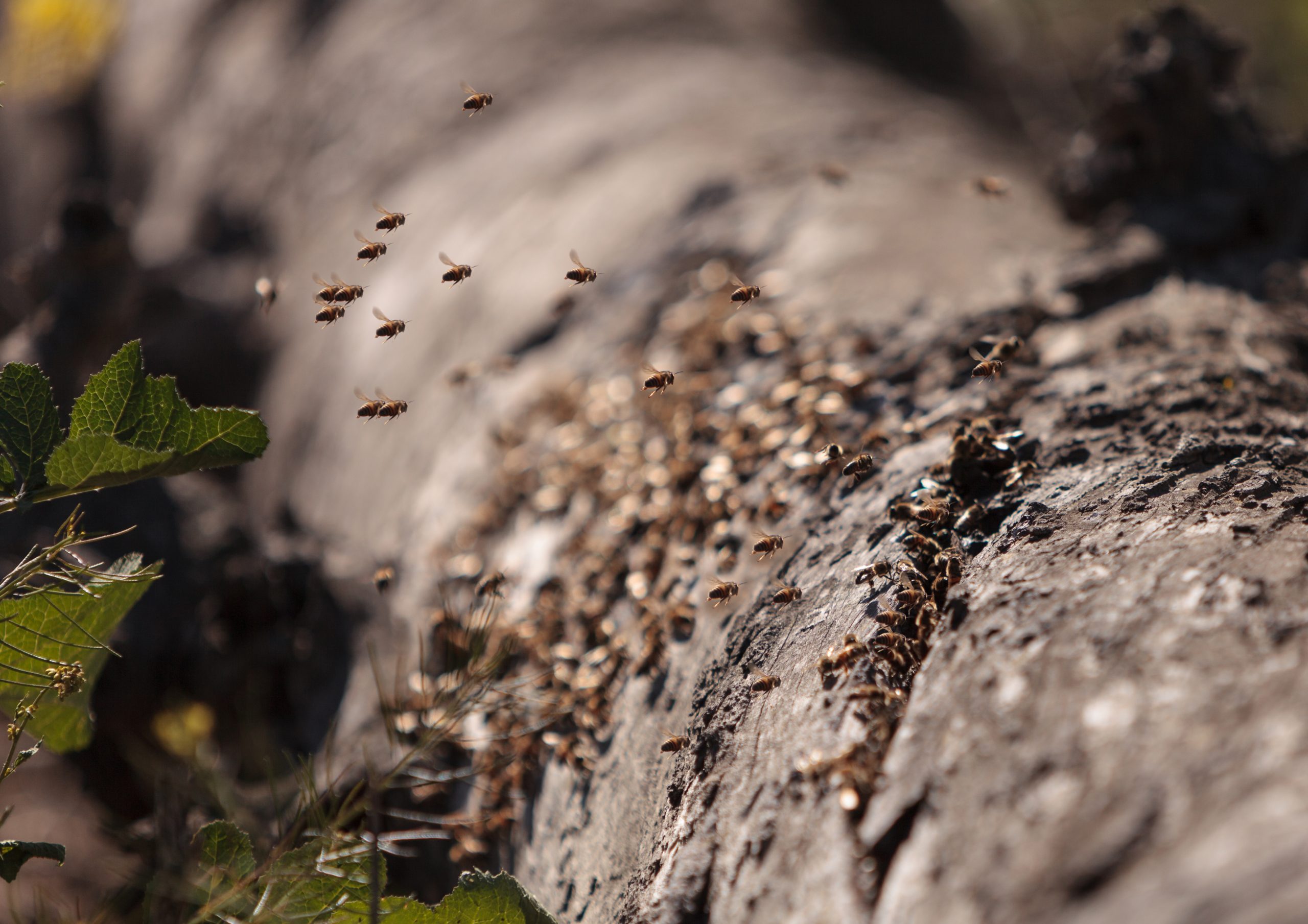 Tips for Attacks by Africanized Honeybees