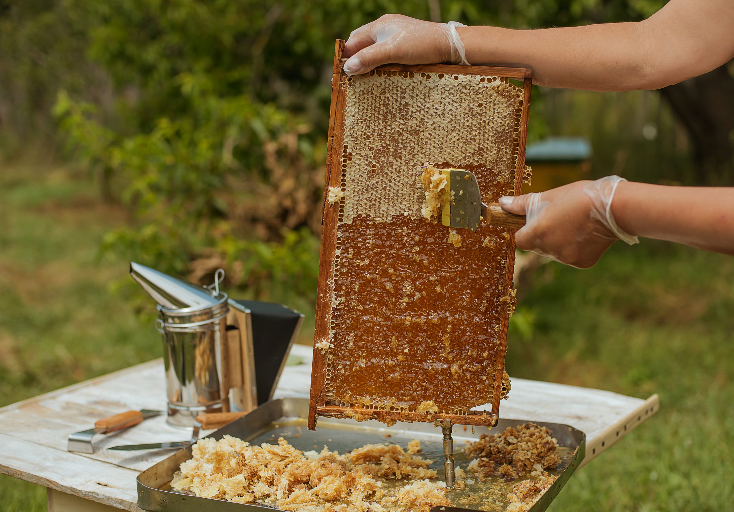 Honeybees and Wild Bees—Which are the Nectar Hogs?