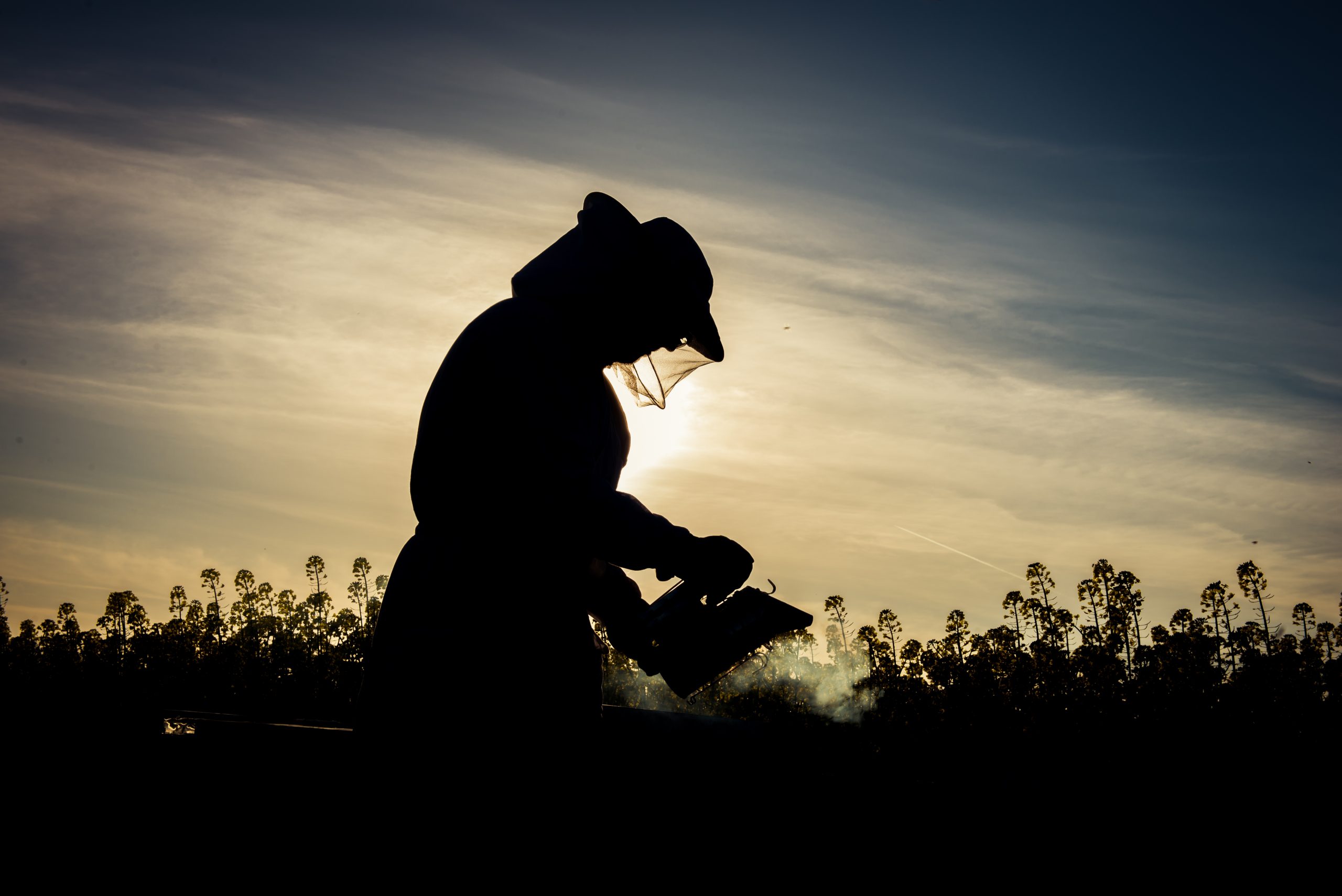 New Zealand Beekeeping Firm: 100 Years Old