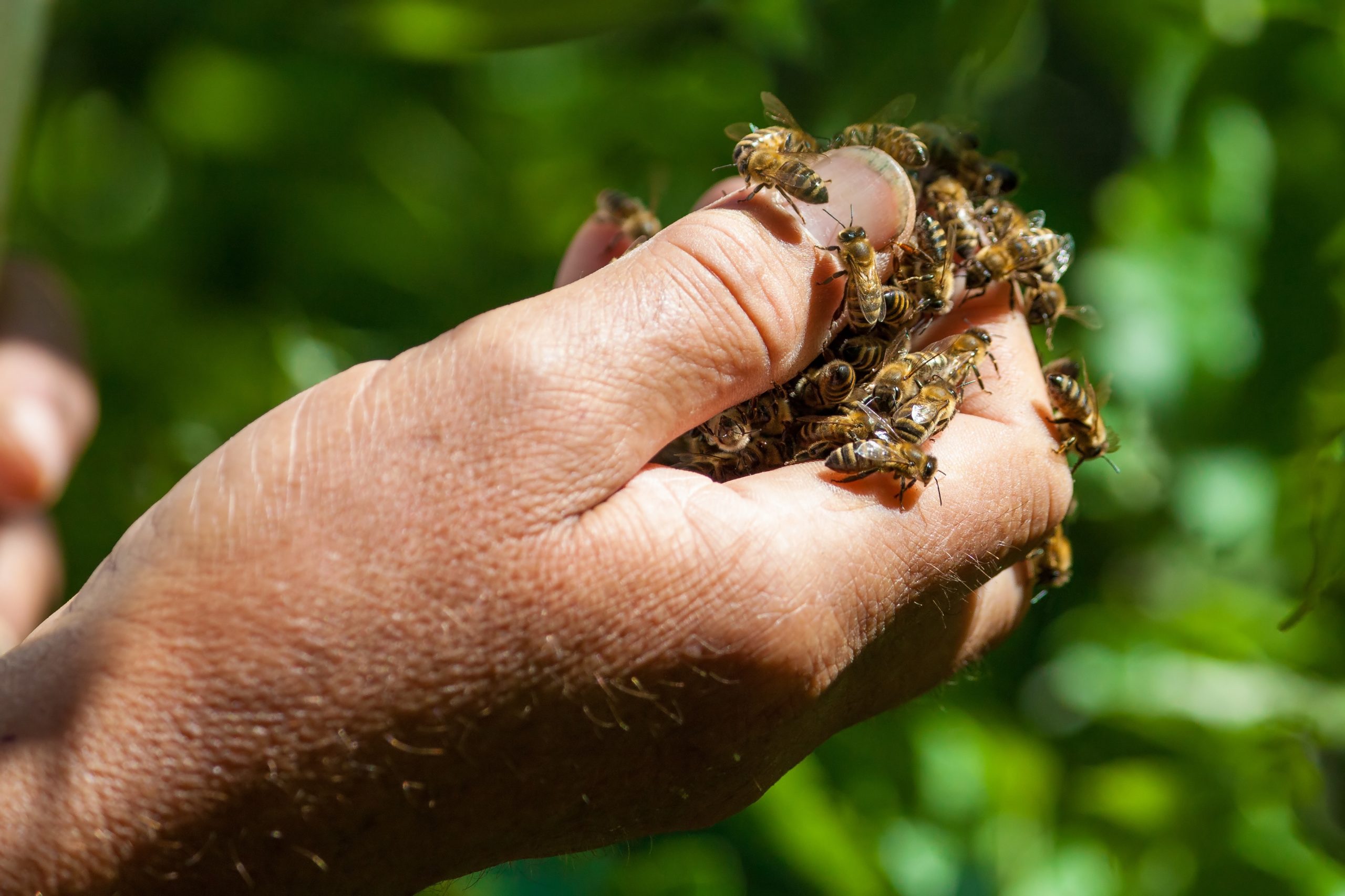 The Real-Life Bee Charmer