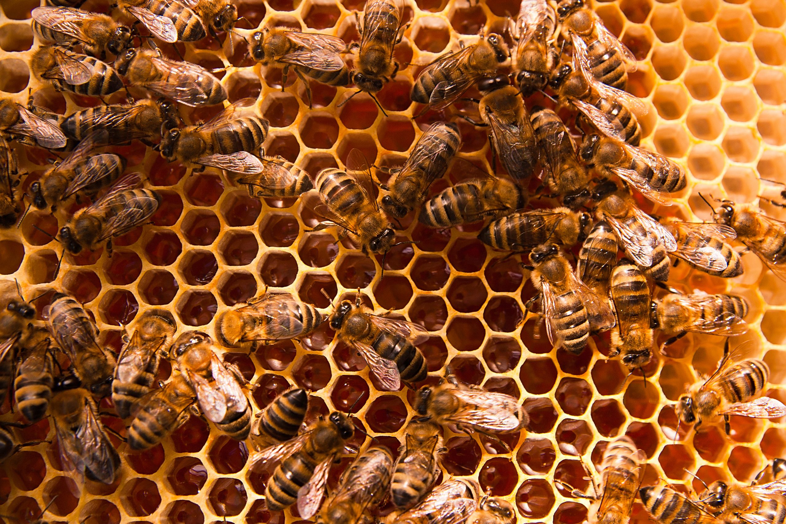 An Honest Look at Life Without Honeybees