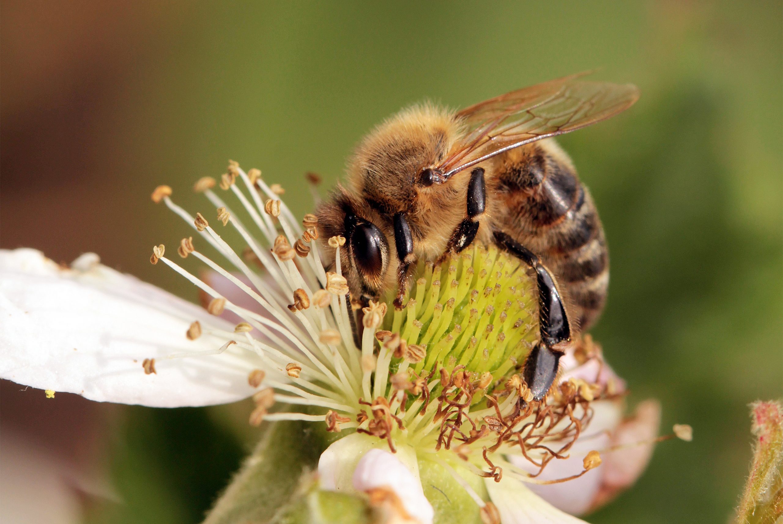 Recent CA Honeybee Attacks—Not Africanized Bees?