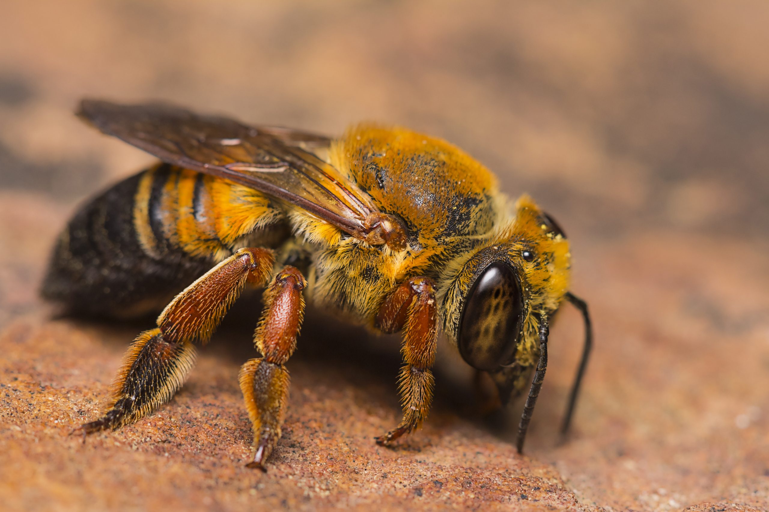 Scientist: Murder Hornets Fear Could Hurt Honey Bees More