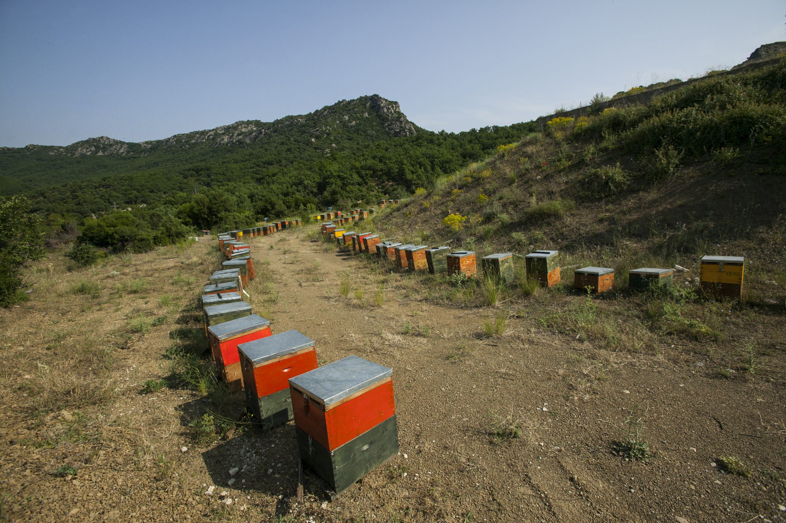 Isolated South African Bees Reproducing Asexually
