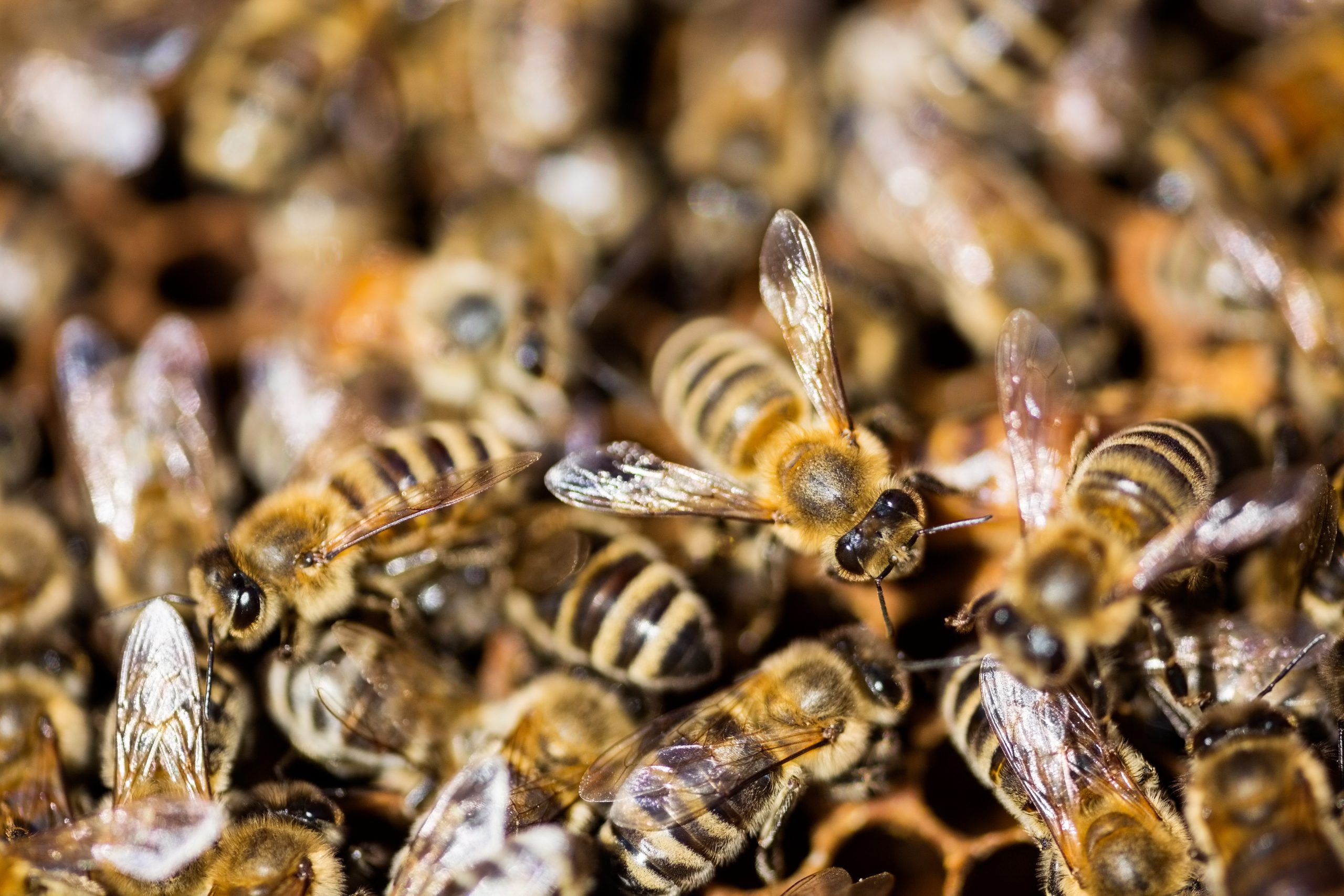 North Dakota Prairie: A Lost Honeybee Refuge?