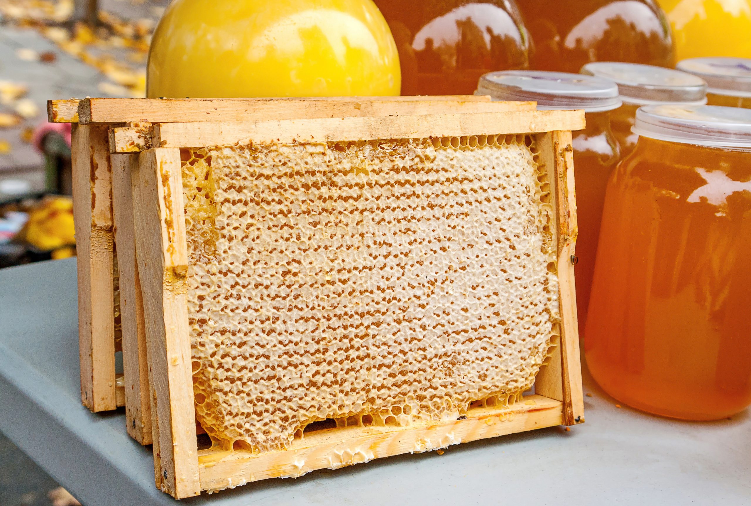 Manuka Honey Conference Tackling Future and Past