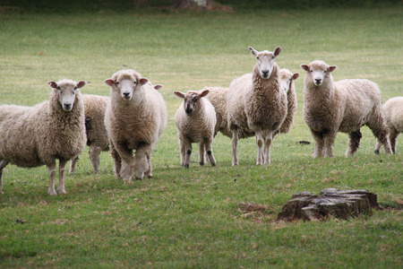 English Sheep Tries Manuka Honey After Dog Attack