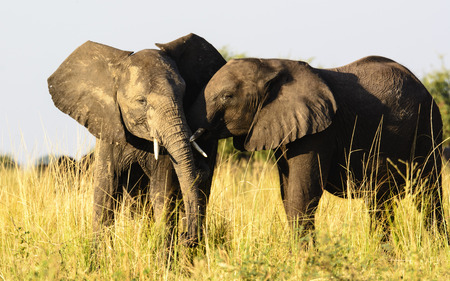 African Honeybees Protecting Crops from Elephants