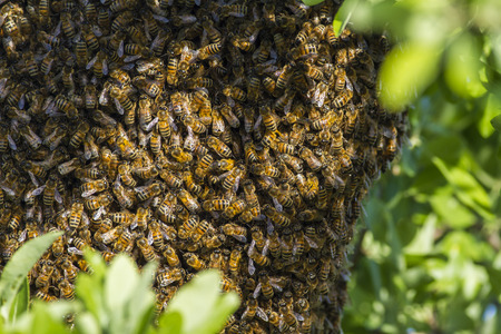 Upcoming Winter Means “Downsizing” Hives