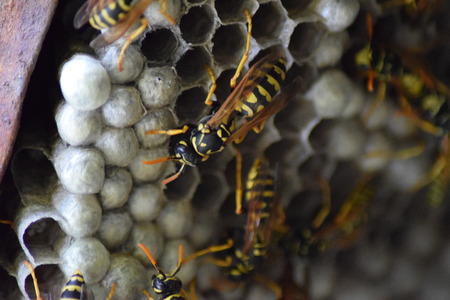 Yellow Jackets vs. Honeybees