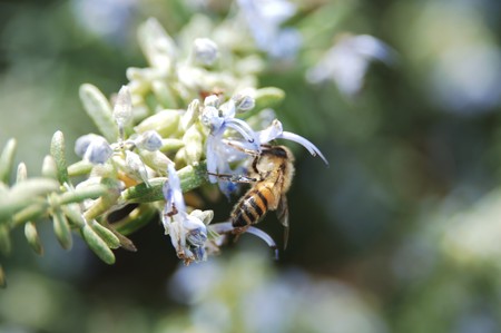 The Story of US Africanized Honeybees