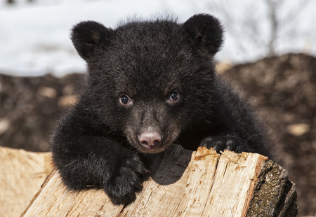 Black Bear Comes for Honey in Chesapeake