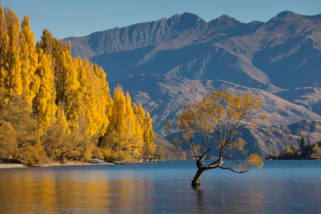 Hobbit Honey Joining the Manuka Market