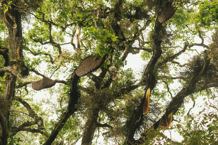 Honeybees: Empowerment for Women in India