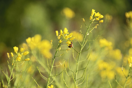 Bees Safe from GM Mustard Plants