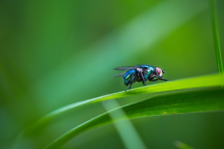 Parachute Plants Trick Flies with Honeybee Scent