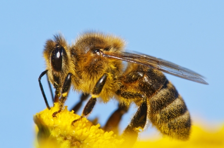 New Study Suggests Honey Bees Can Do Math