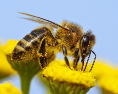 Varroa Mites Hopping from Flower to Bee