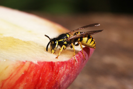 A Wasp Virus Could Affect Honeybees