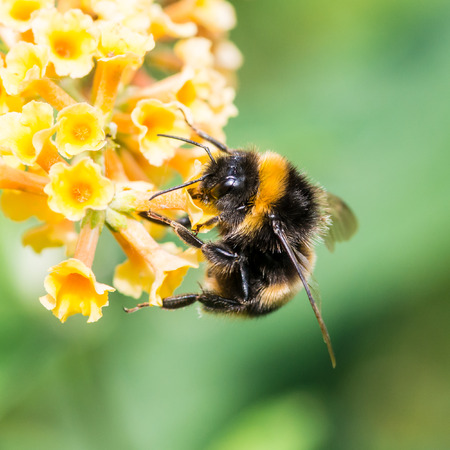 Wild Bees as Urban Pollinators