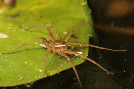 Honeybees Show Fishing Spider Who’s Boss