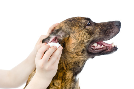 Preventing Ear Infections in Dogs