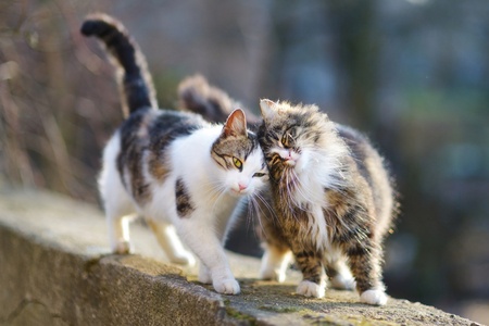 New Zealand Cats Injured by Methylated Spirits